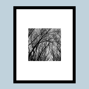BWbranches_for_gallery